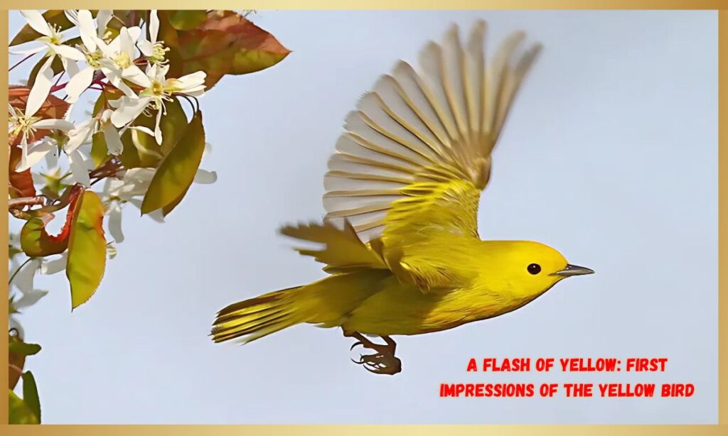 A Flash of Yellow: First Impressions of the Yellow Bird