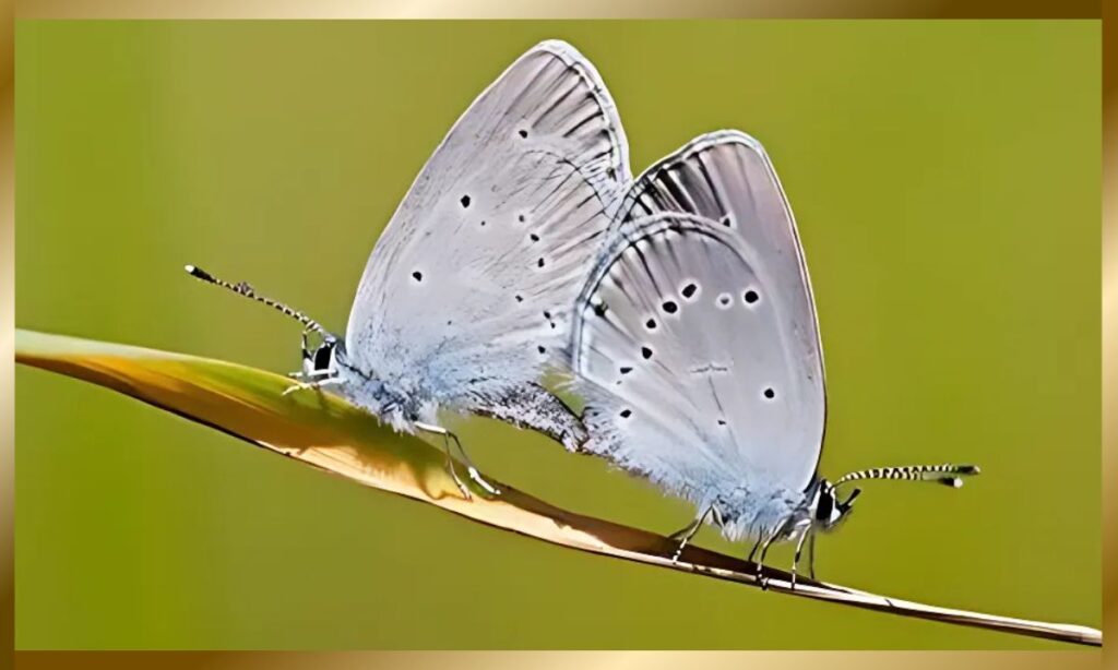 How to Connect with the Energy of Butterflies