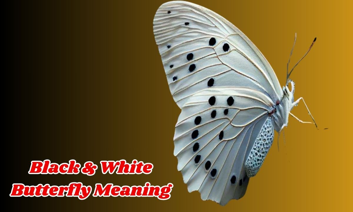 Black & White Butterfly Meaning: Interpretations from the Bible