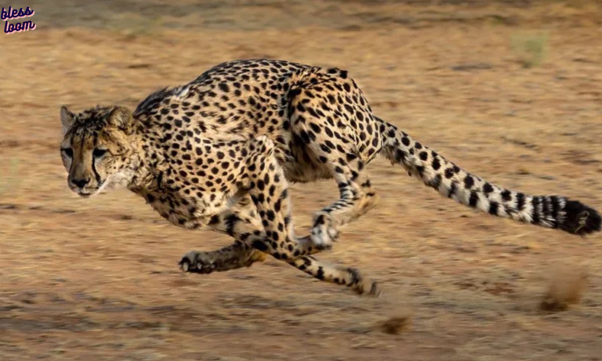 Decipher the Biblical Meaning of Cheetah in Dreams