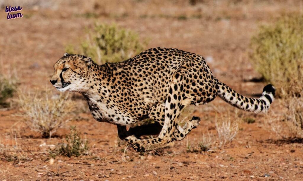 The Need for Speed: Applying the Cheetah’s Lessons in Real Life