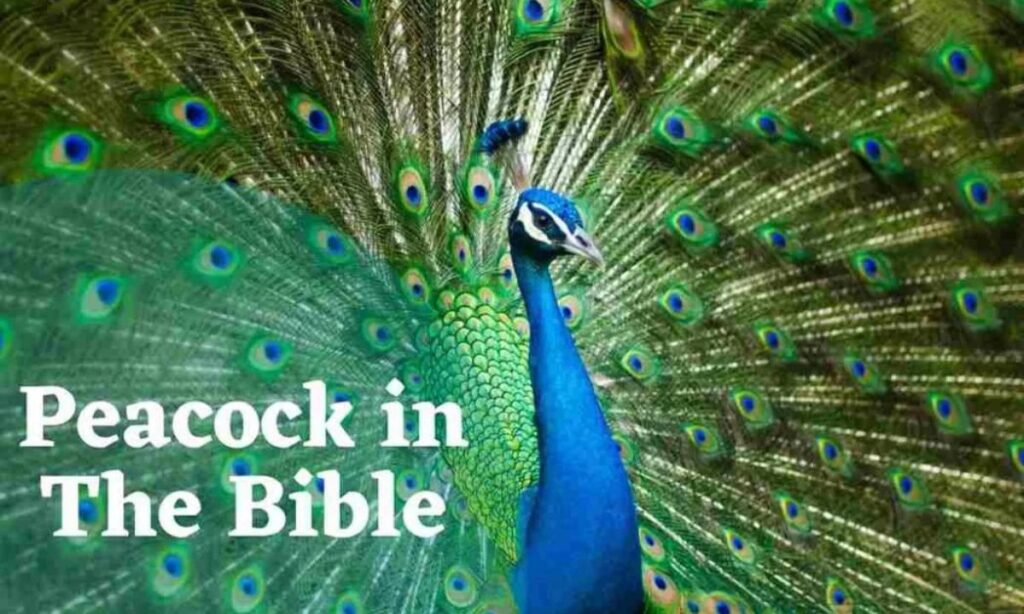  Peacock in Scripture