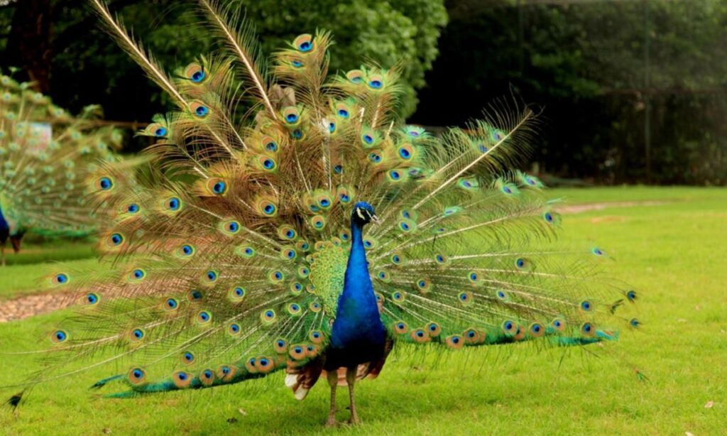 Peacock Dreams