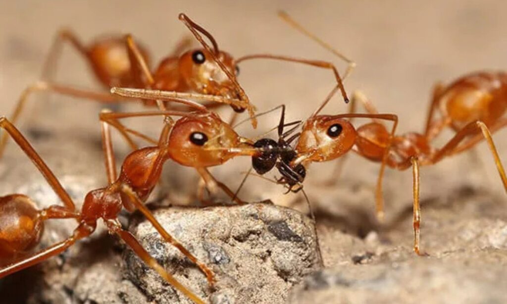 Ants in Biblical Context