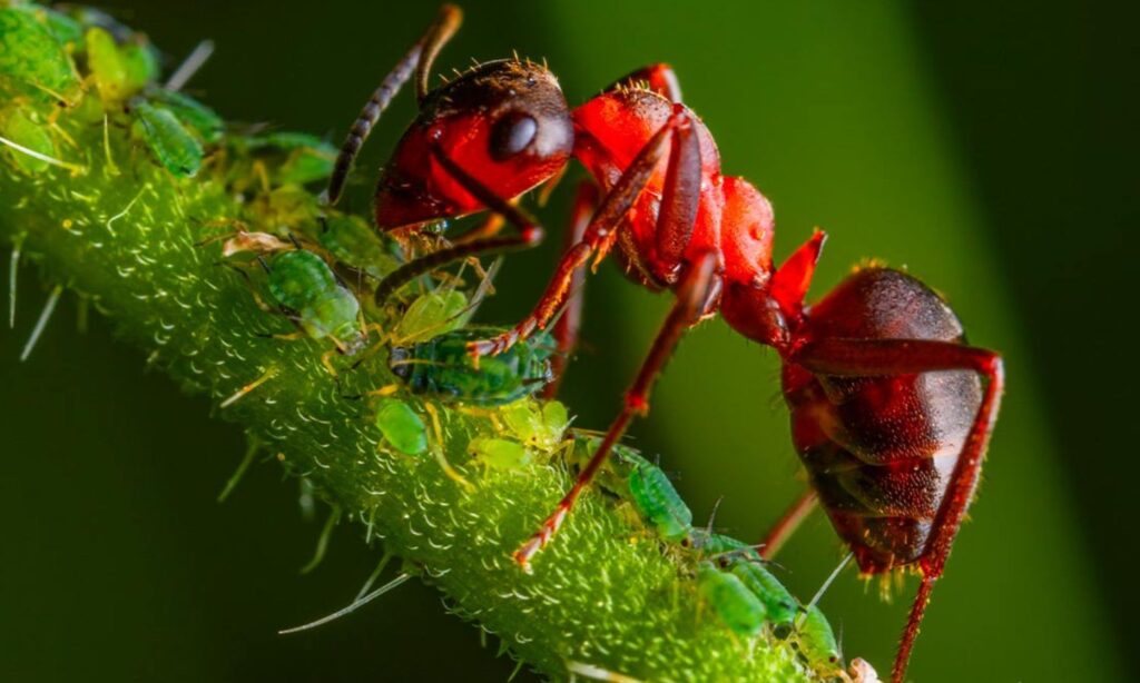 Case Studies of Red Ant Dreams