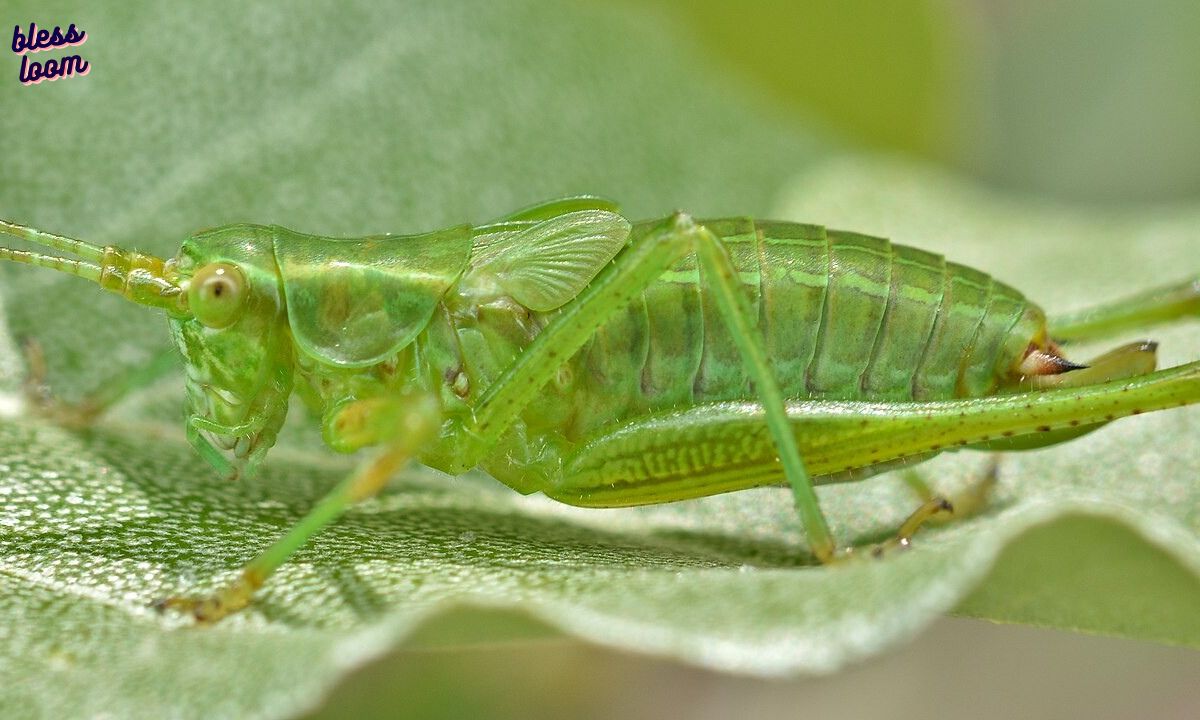 Katydid