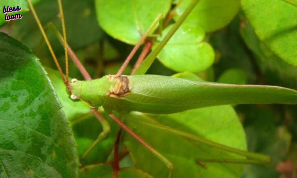 Katydids: More Than Just a Bug