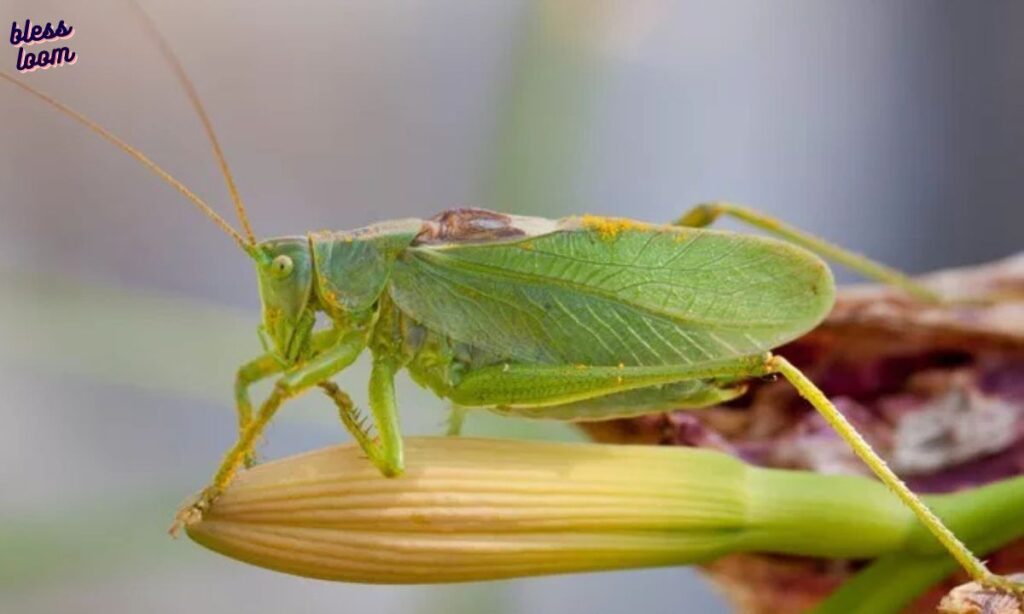 Katydid Symbolism Across Cultures