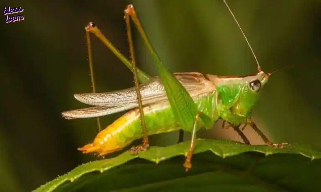 Green for Go: The Symbolism of Color in Katydids