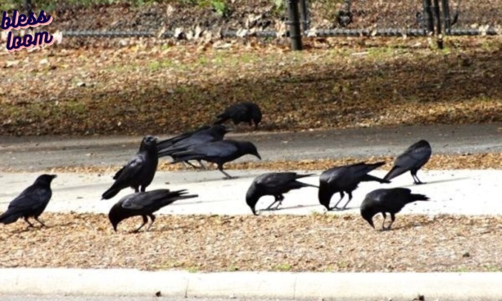 Crows Spiritual Meaning