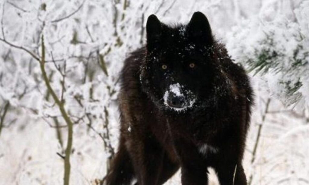 Seeing a Black Wolf