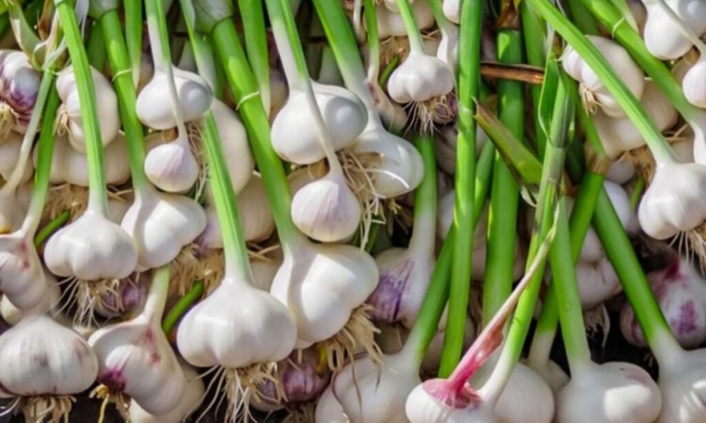 Garlic in Modern Spirituality