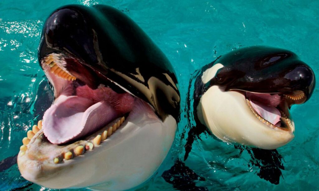 The Cross-Cultural Reverence for Killer Whales