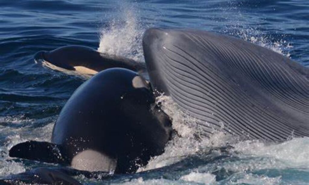 Killer Whales as Messengers of Strength