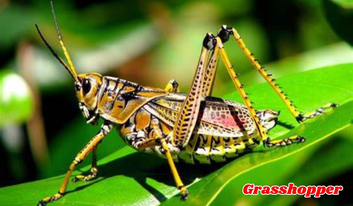 Grasshopper