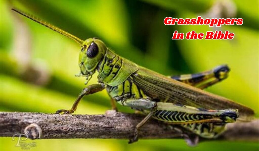 Grasshoppers in the Bible