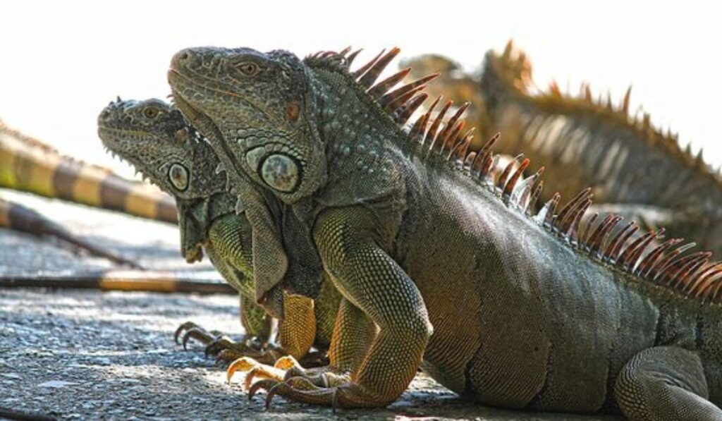 The Iguana Temperament