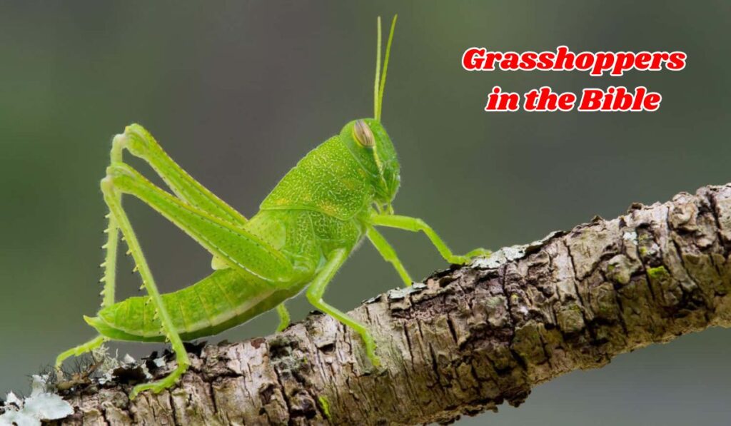 Biblical Prophecy and Grasshoppers