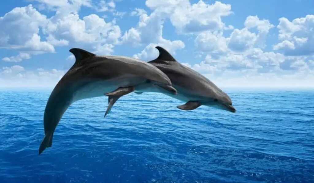 Interpreting Dolphin Dreams