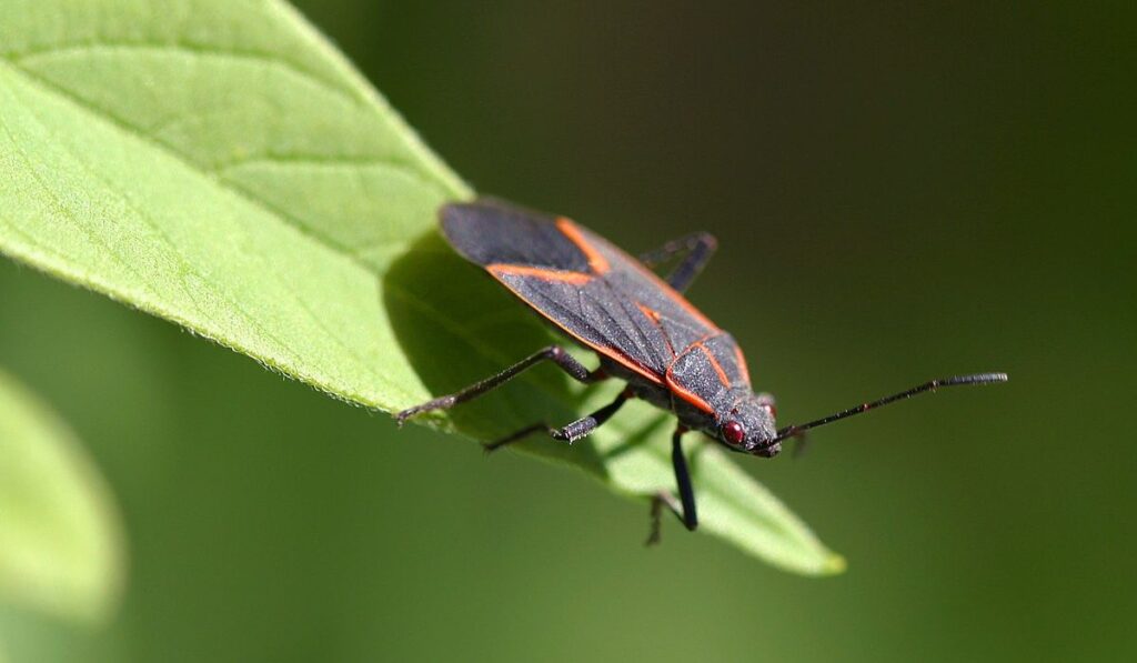 Boxelder Bugs in Everyday Life