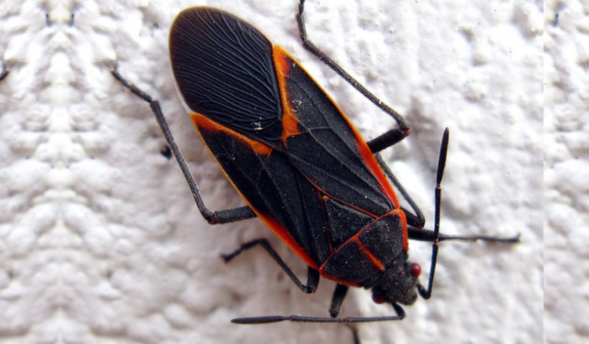 Boxelder Bugs