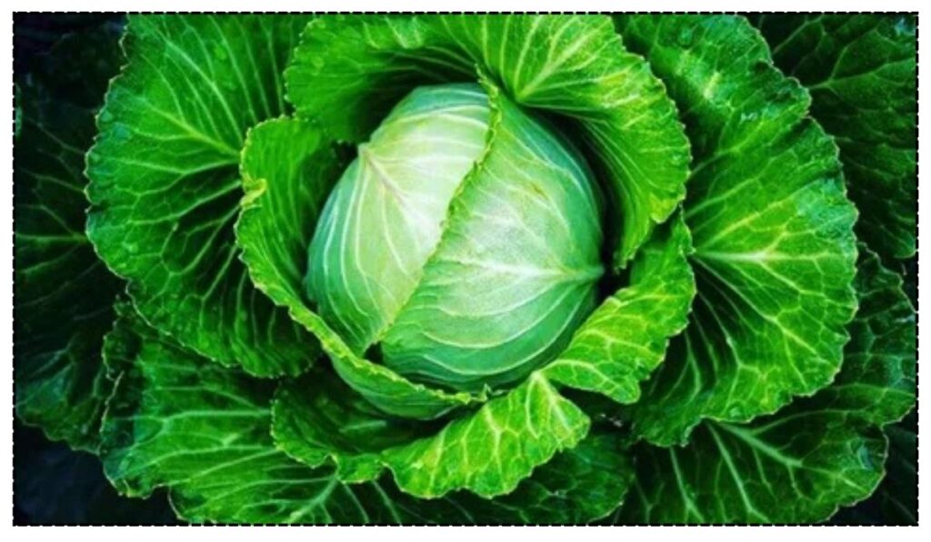 Cabbage in Rituals