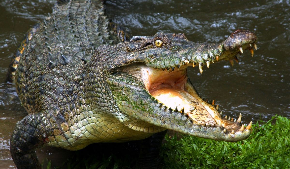 Crocodile