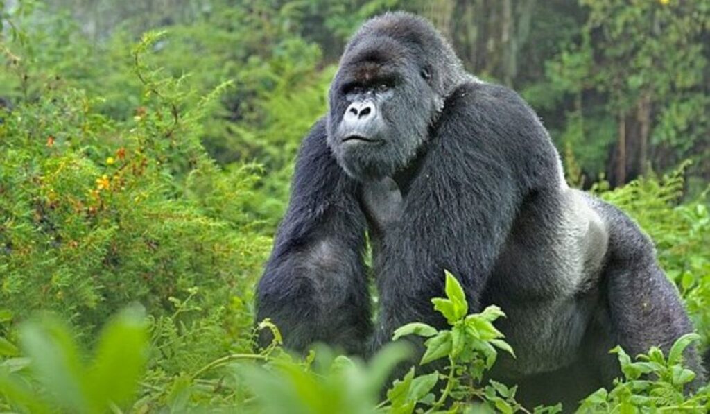 Gorilla