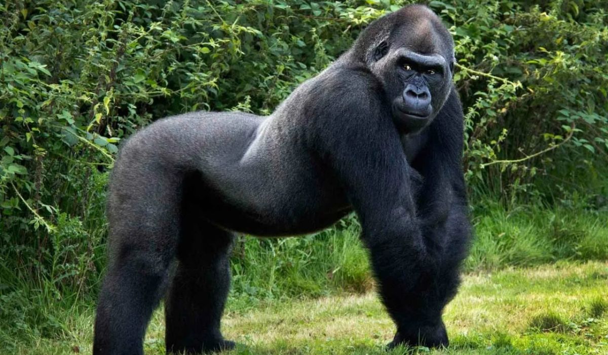 Gorilla