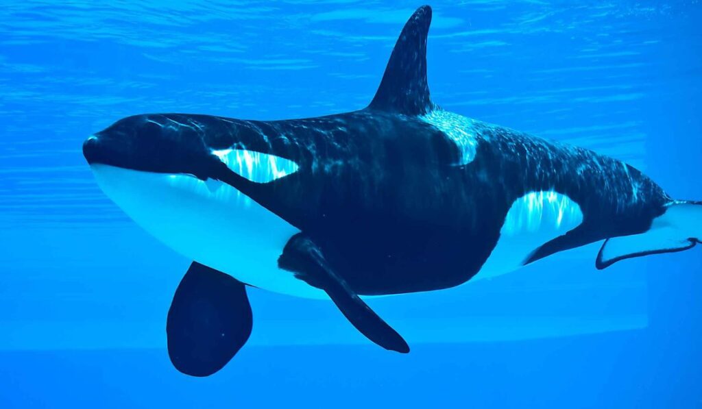 Killer Whale Dreams