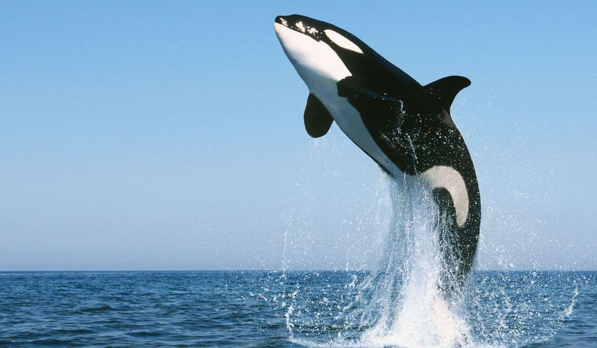 Killer Whale