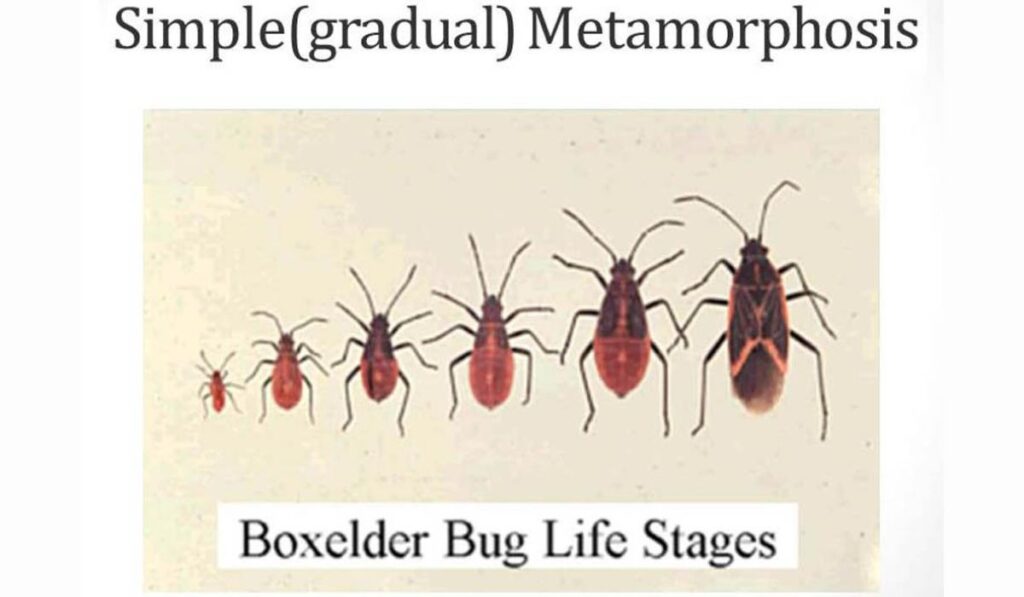 Lessons from the Boxelder Bug