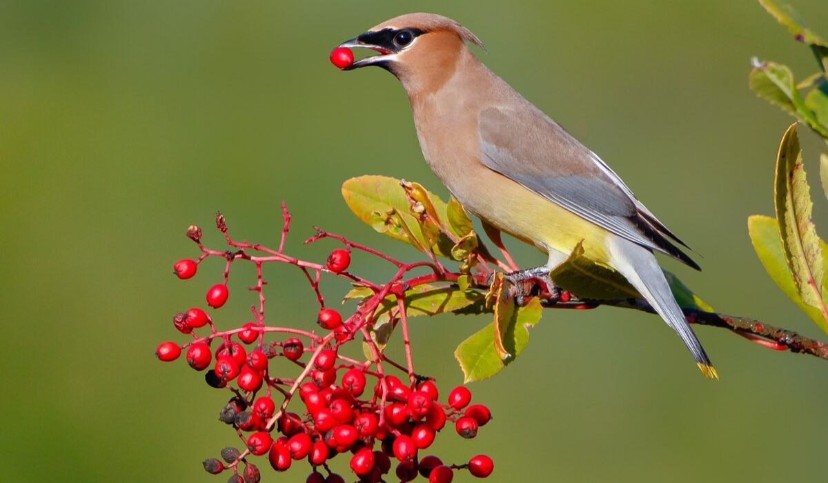 Cedar Waxwing