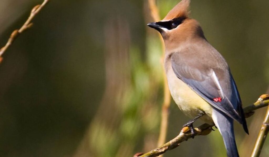 Cedar Waxwings