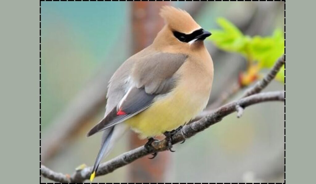 Cedar Waxwing