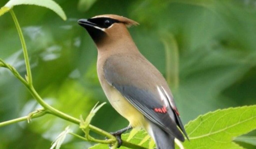  Cedar Waxwing