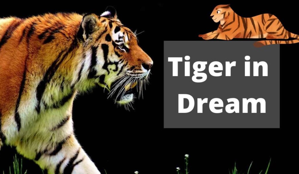 Tiger Dreams