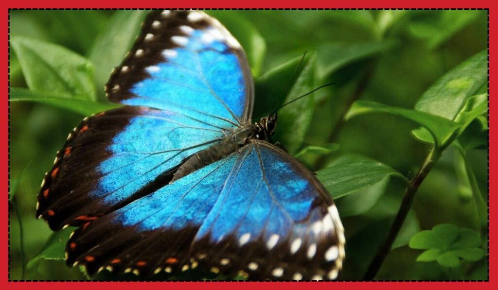 Black and Blue Butterflies