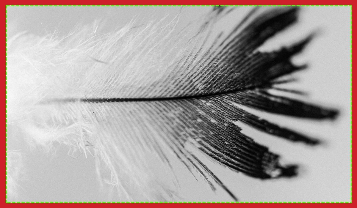 Black and White Feathers