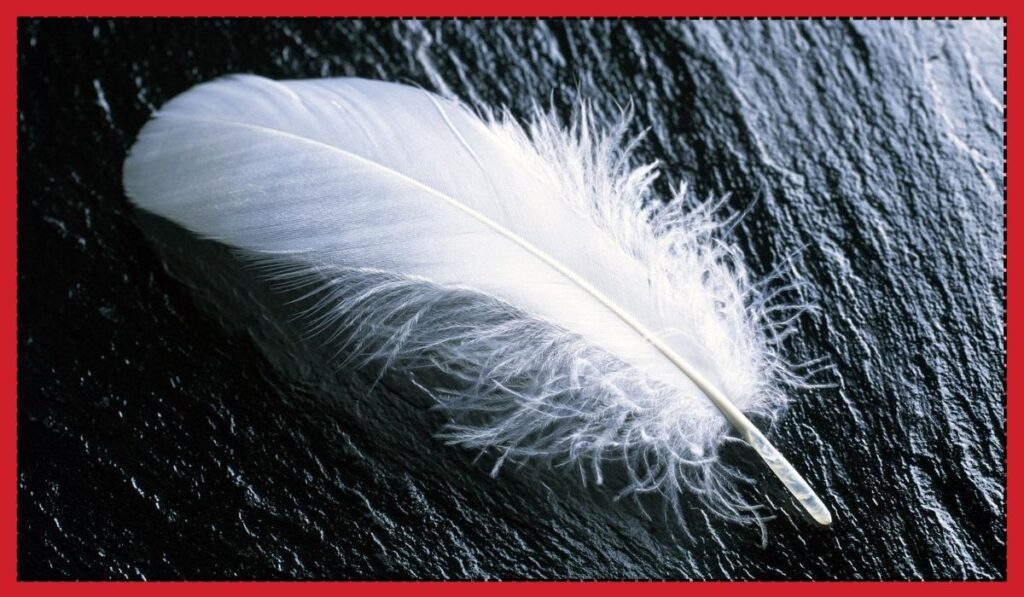 White Feathers