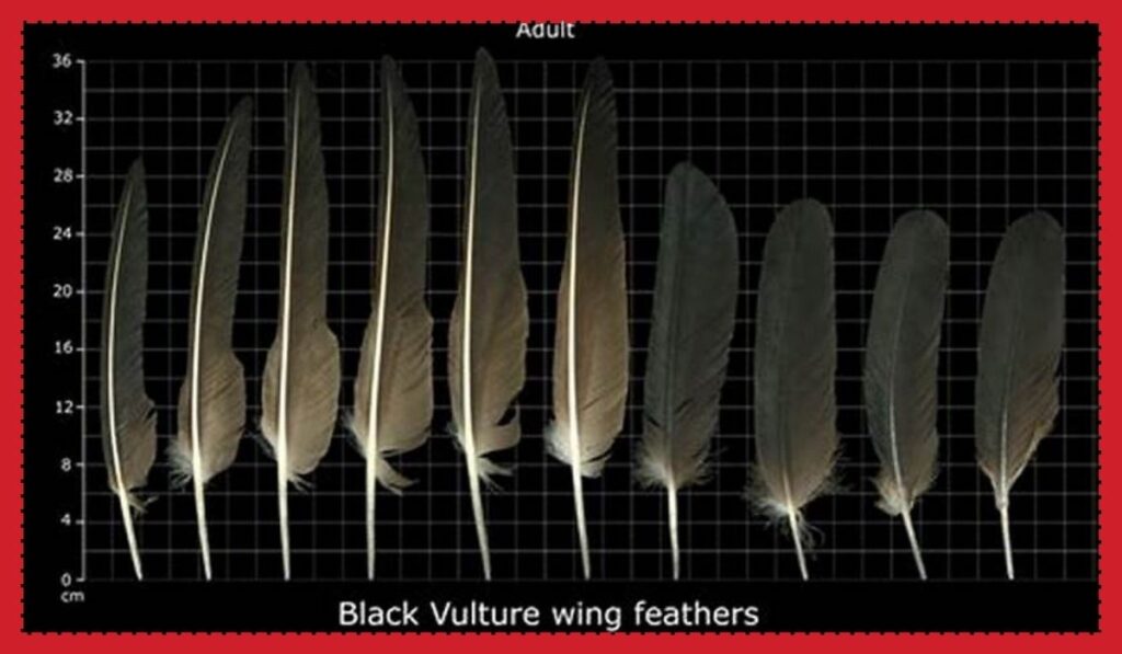 How to Know When a Feather is a True Message