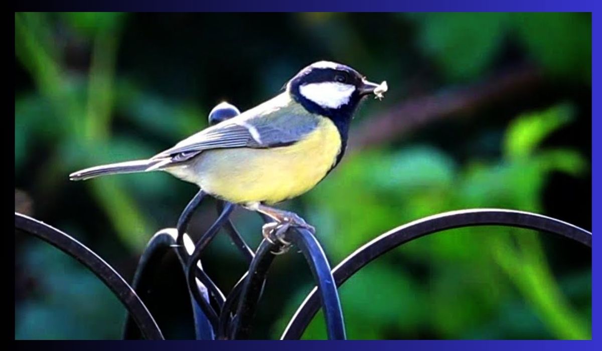 Blue Tit Spiritual Meaning