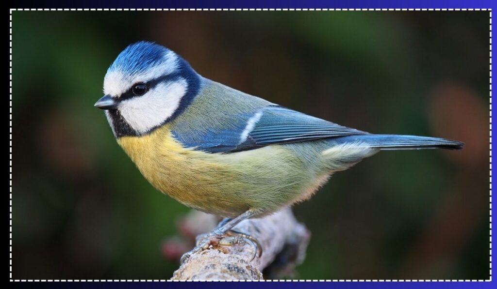 the Blue Tit