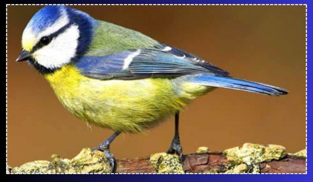 Blue Tit