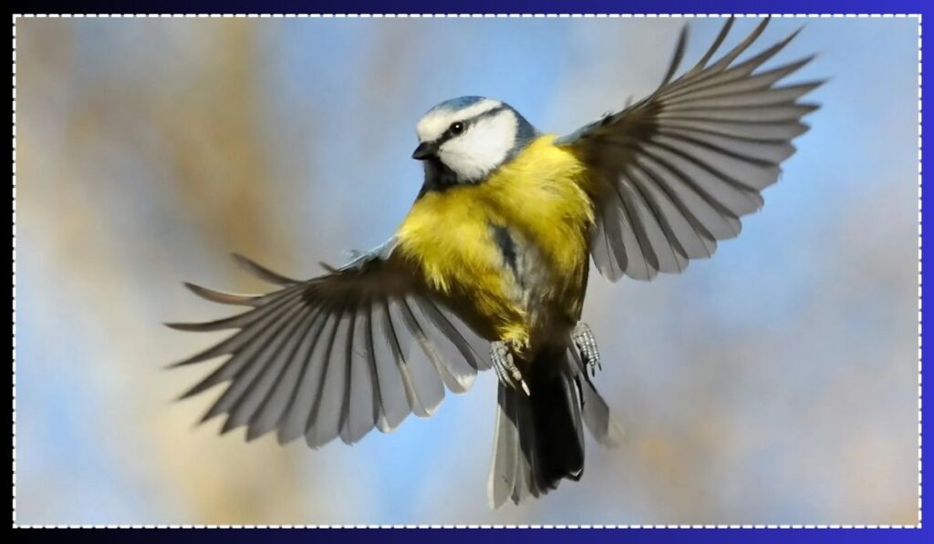 What the Blue Tit Might Be Telling You