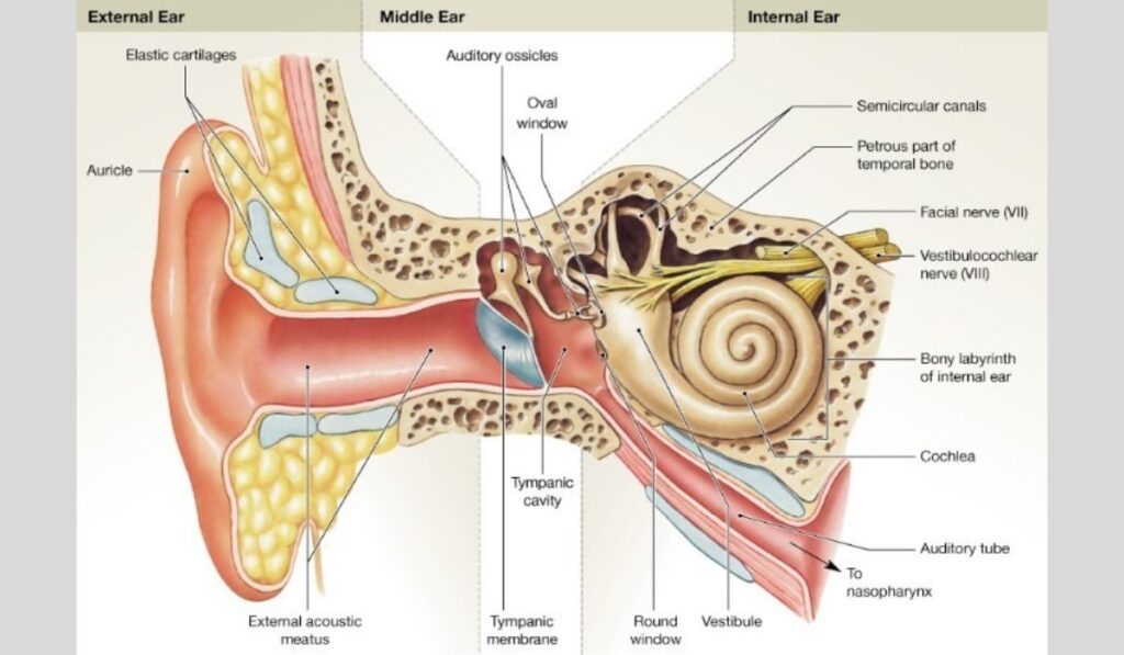 Role of Ears