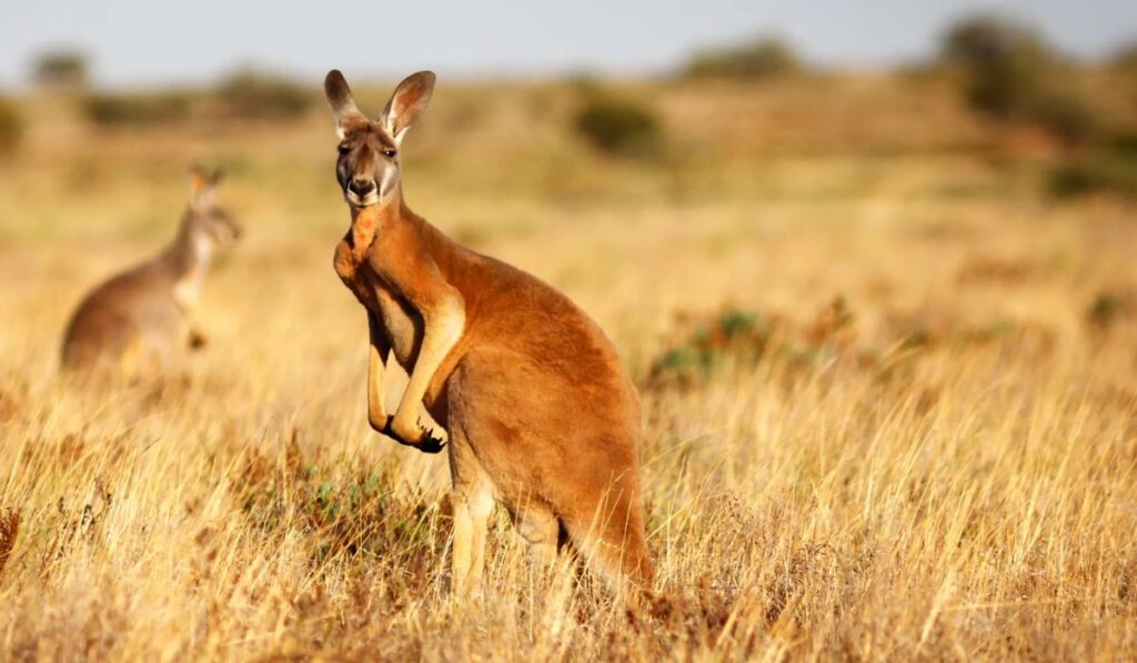 Kangaroo as a Symbol