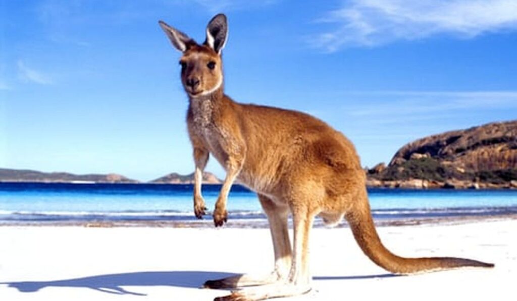 Kangaroo Dream