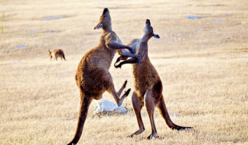 Aggressive Kangaroo