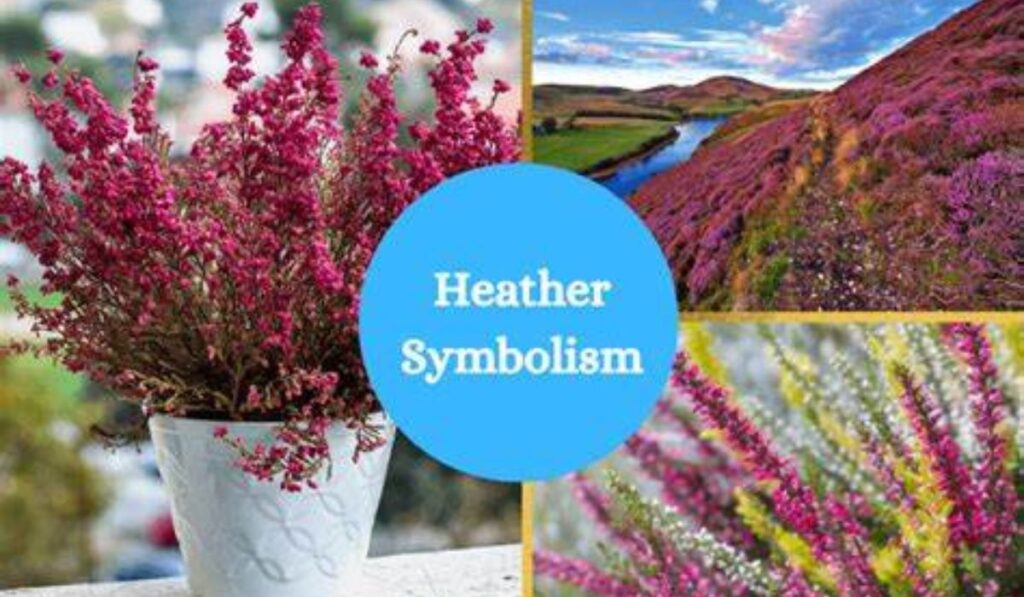 Heather Symbolism